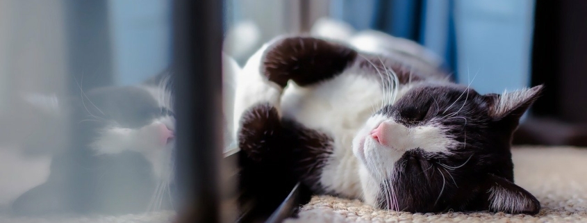 cat laying near the window in the sun